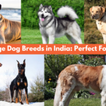 Large Dog Breeds