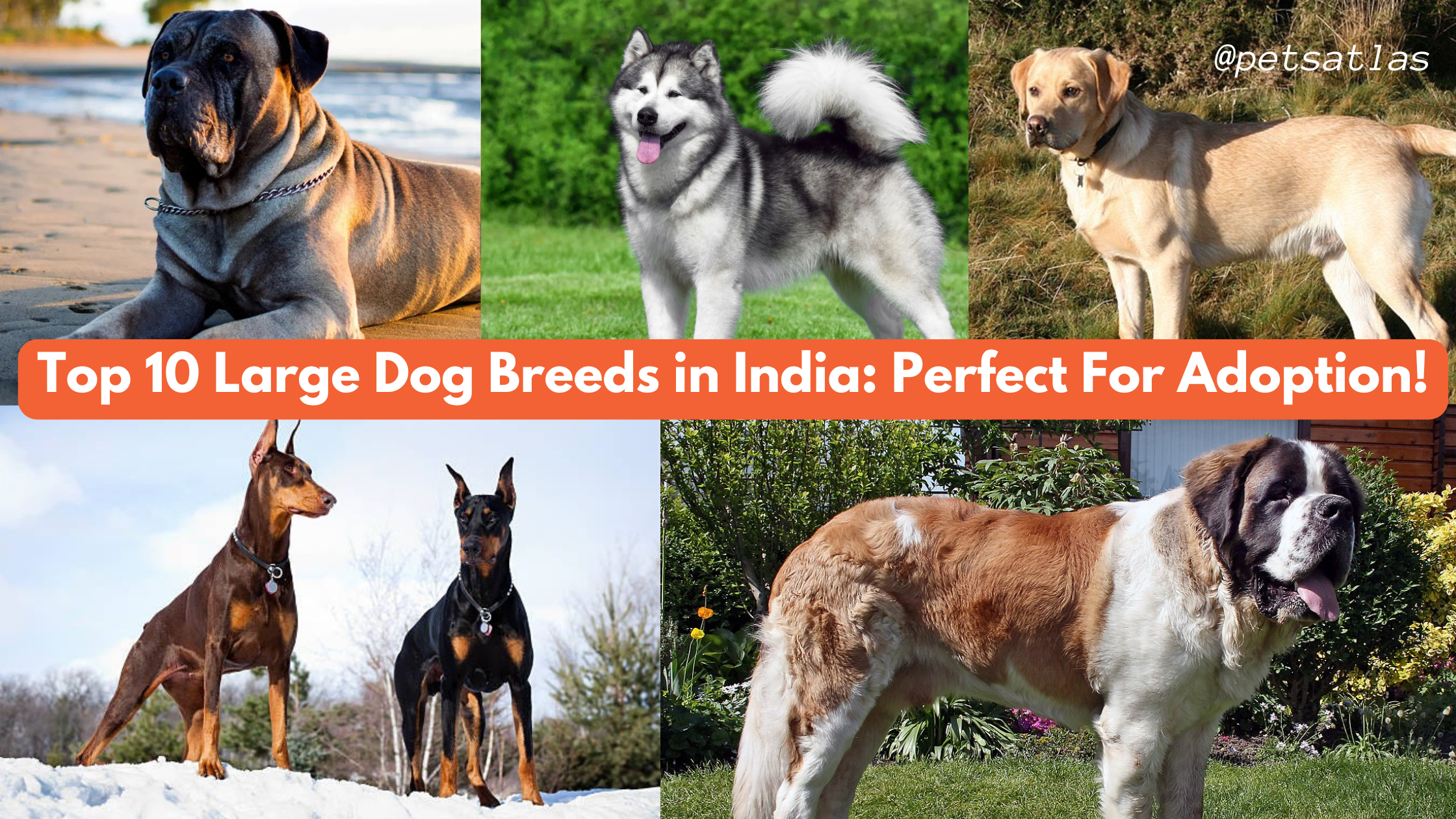 Large Dog Breeds