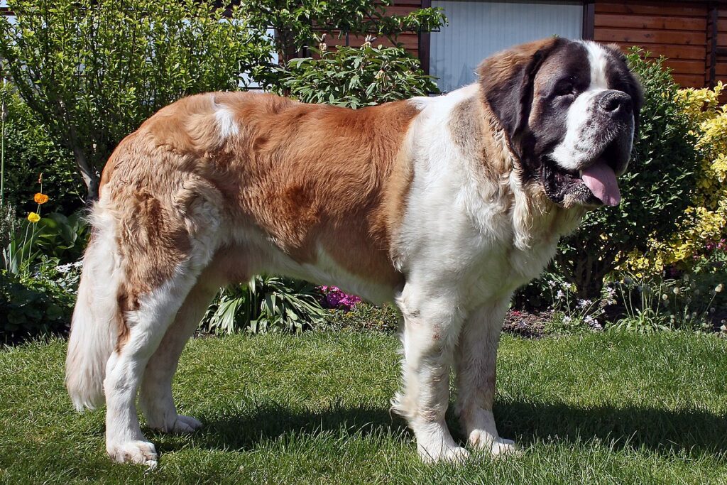 Large Dog Breeds